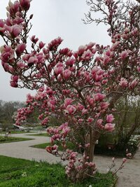 blühender Baum