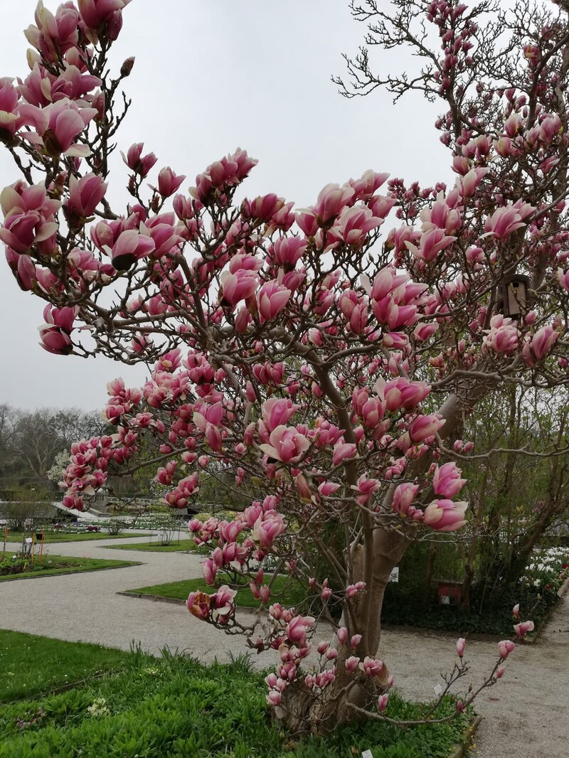 blühender Baum